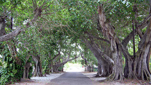 banyan tree lined street